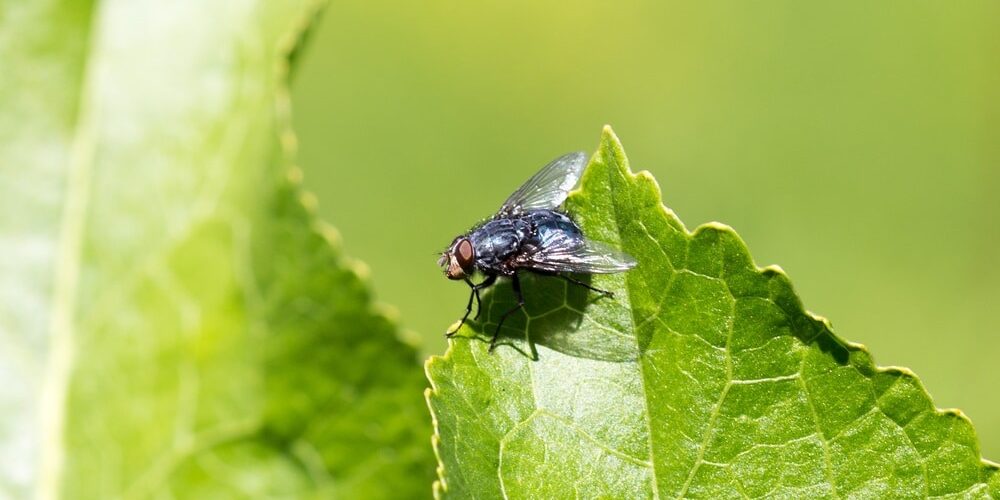Black fly on grass