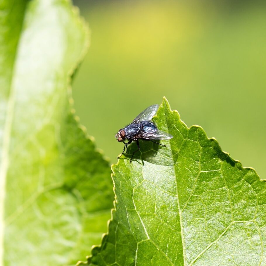 Black fly on grass