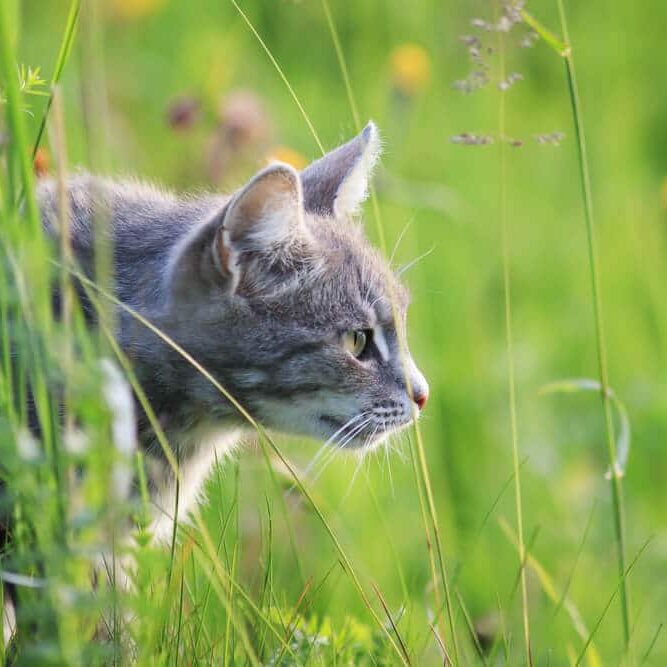 cat hunts among the lush green grass