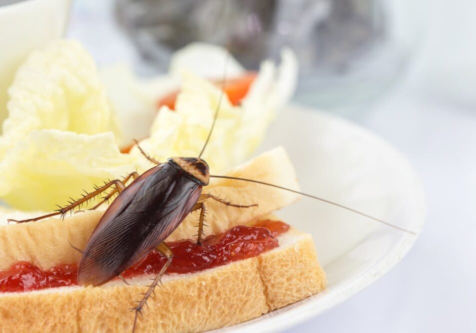 Cockroach eating whole wheat bread