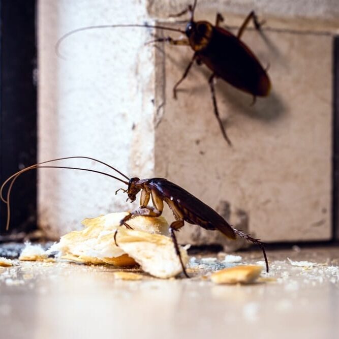 cockroaches coming through the door