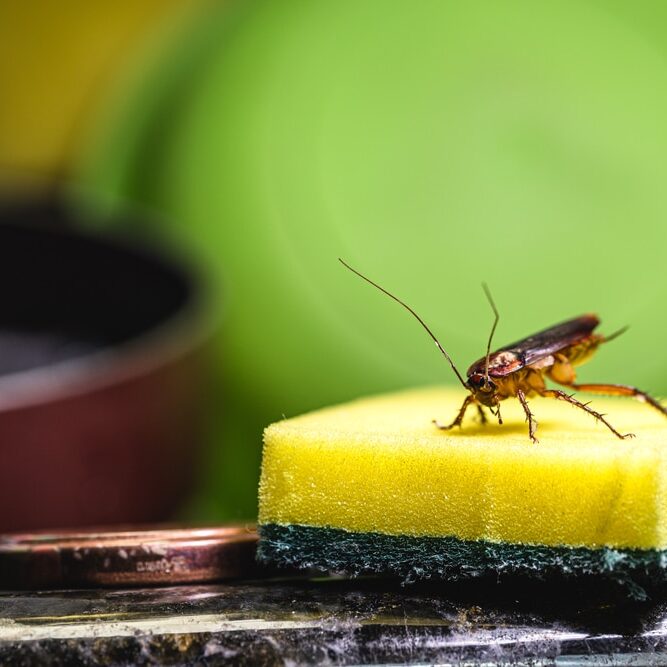 cockroach on kitchen sponge