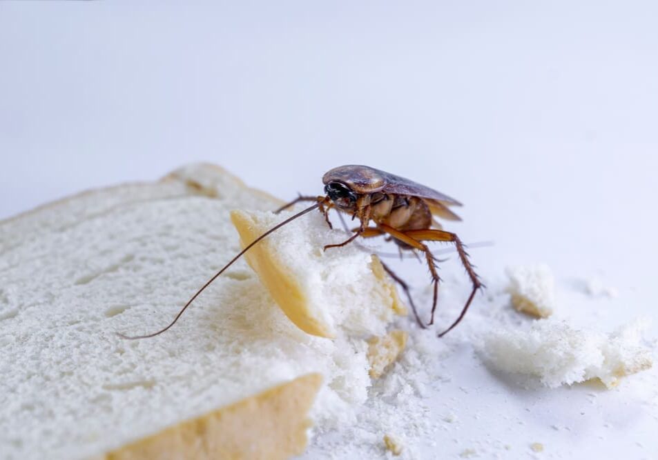 cockroach on a slice of bread