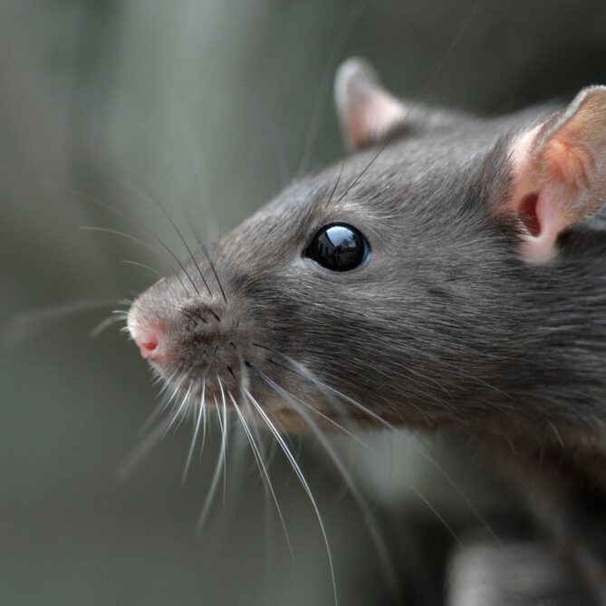 Head of young common rat