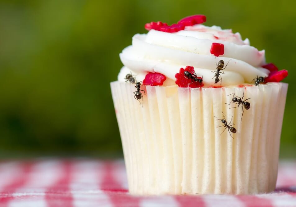 Closeup view of ants on a cupcake