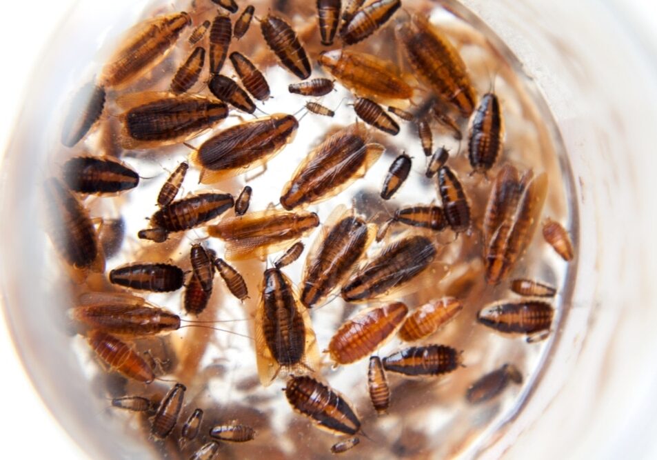 Roaches of different development stages