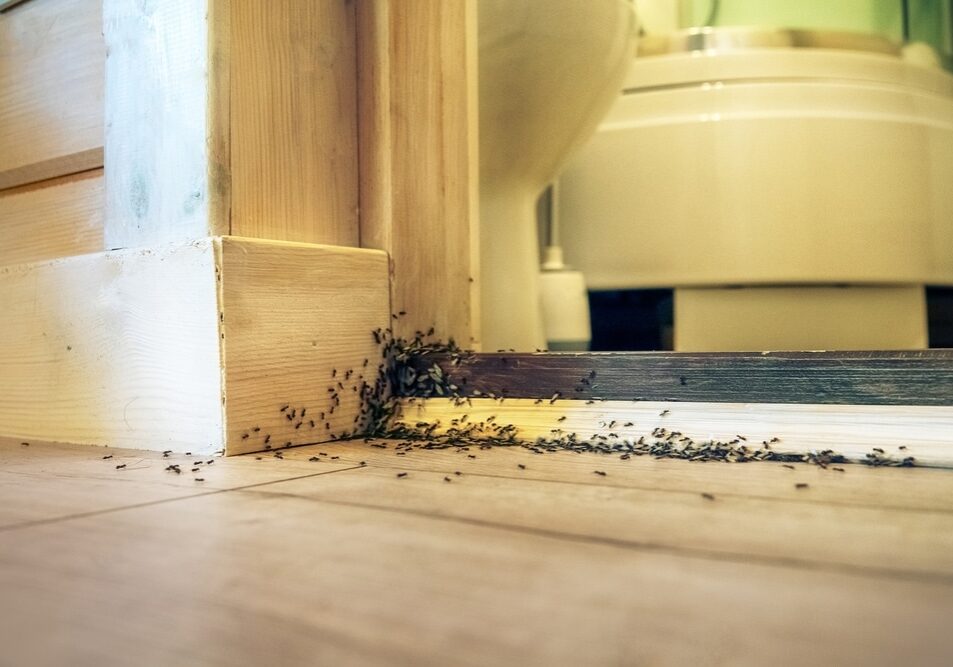 Tree ants breed in the house and undermine wooden walls and floors