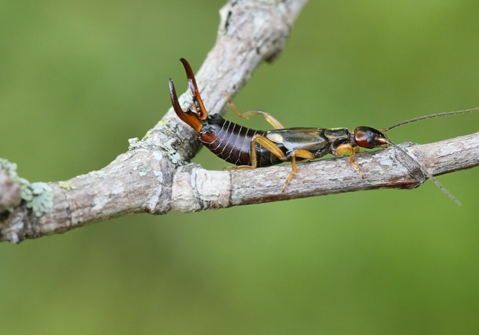 Common European earwig