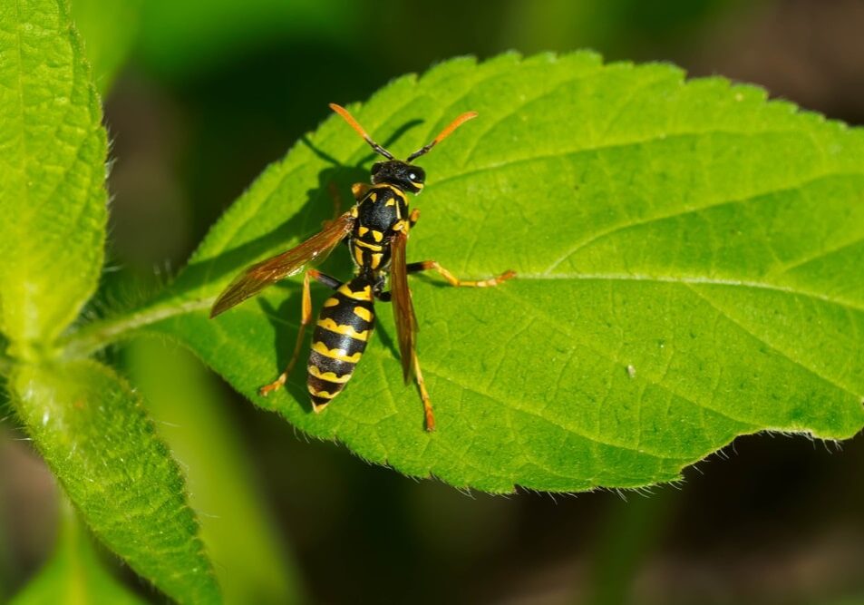 A European Paper Wasp is resting on a green leaf