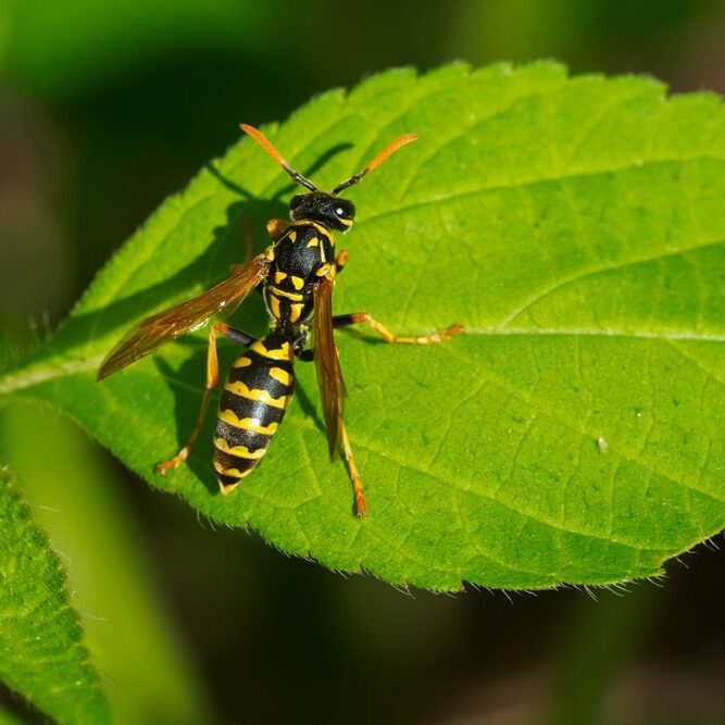 A European Paper Wasp is resting on a green leaf