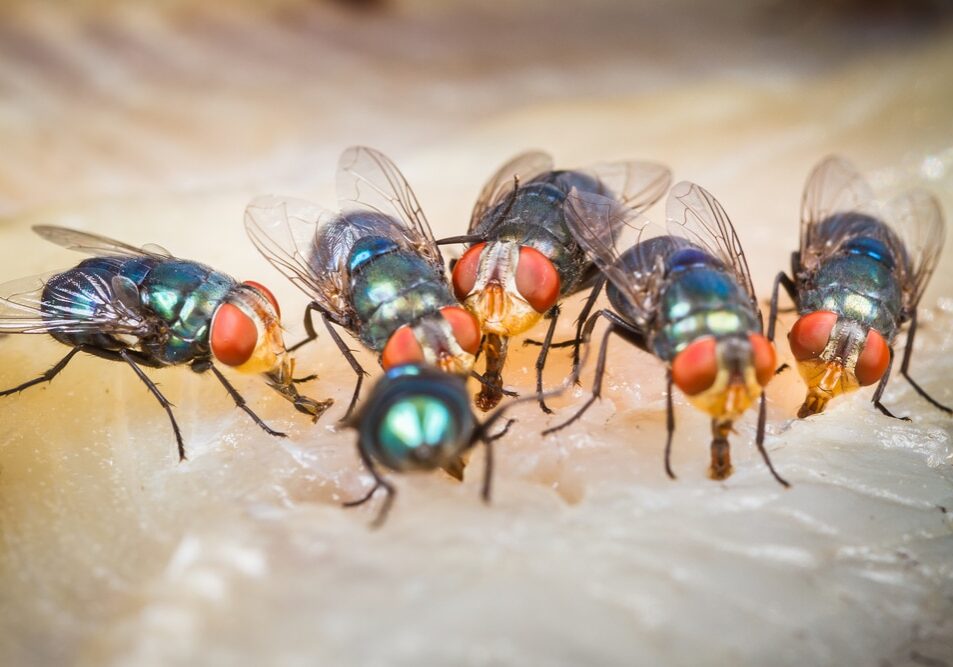 Close up of many fly or bluebottle eating dried fish