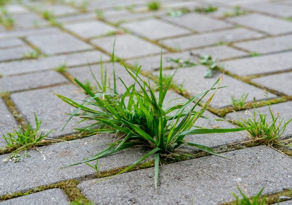 green grass and moss grow in the seams between the small cobblestones
