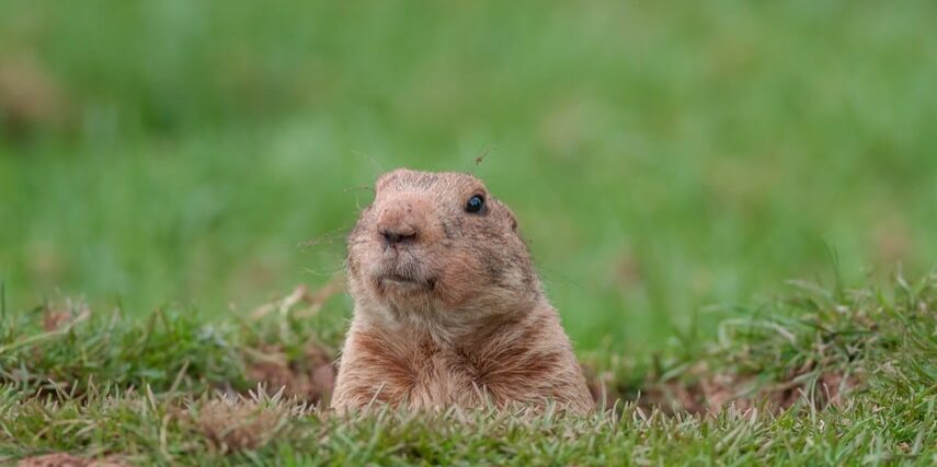 Gopher in a hole looking curiously