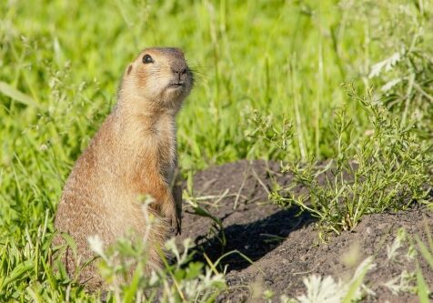 gophers climbed out of the hole on the lawn
