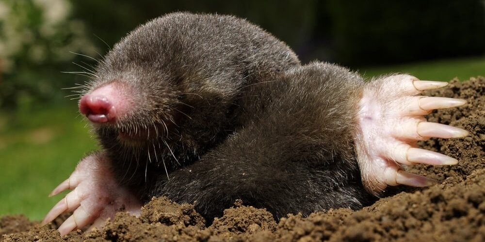 Mole in the garden