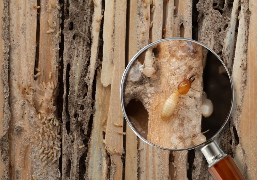 Small termite viewed in magnifying glass