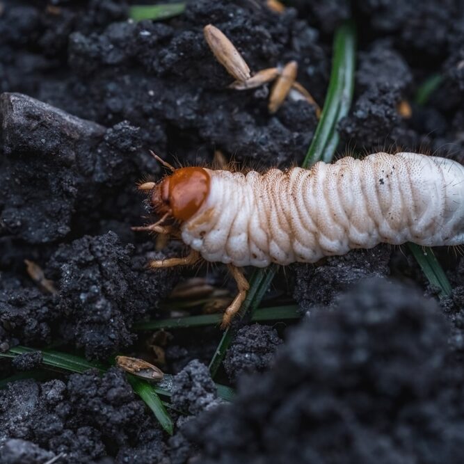 larvae of may beetles in the earth from the lawn