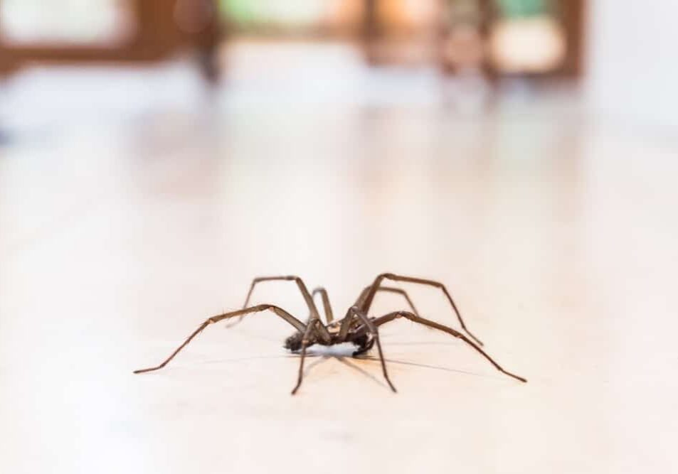 common house spider on a smooth tile floor