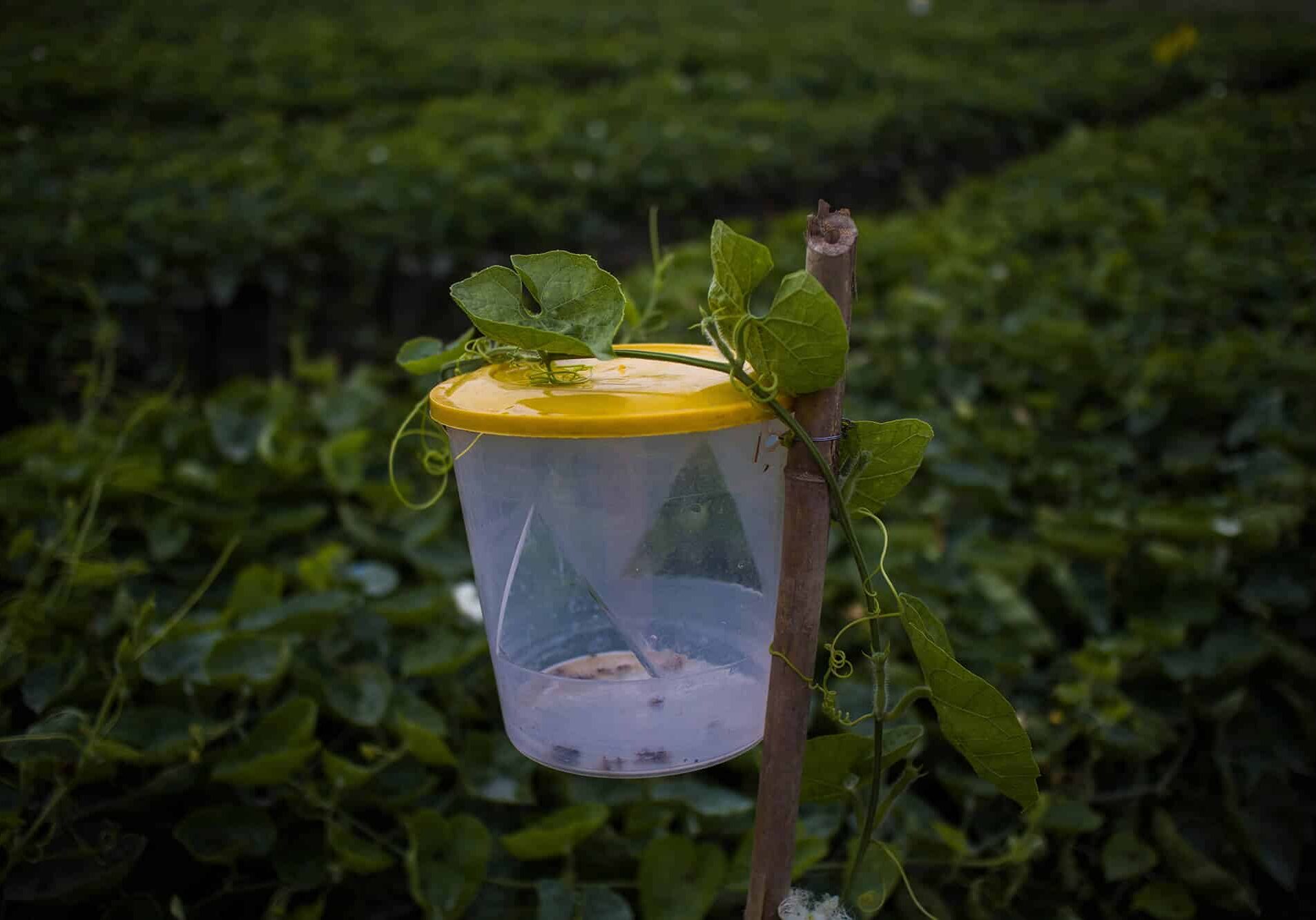 Integrated Pest Management Technology including Pheromone and Yellow trap