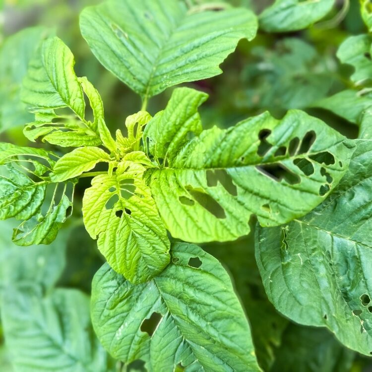 Unhealthy Amaranth green leaves with holes in plant