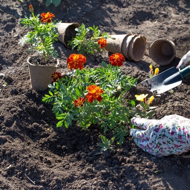 planting seedlings of marigold flowers