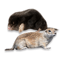 moles-gopher