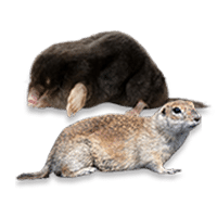 moles-gopher