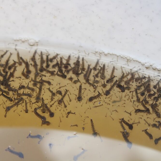 mosquito larva in the water