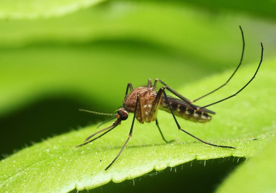 macro normal female mosquito isolated on green leaf