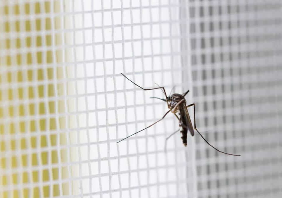 Mosquito on white mosquito wire mesh
