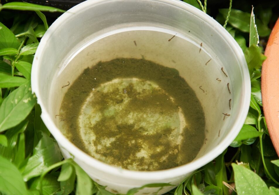 plastic container with stagnant water and become mosquitoes breeding ground