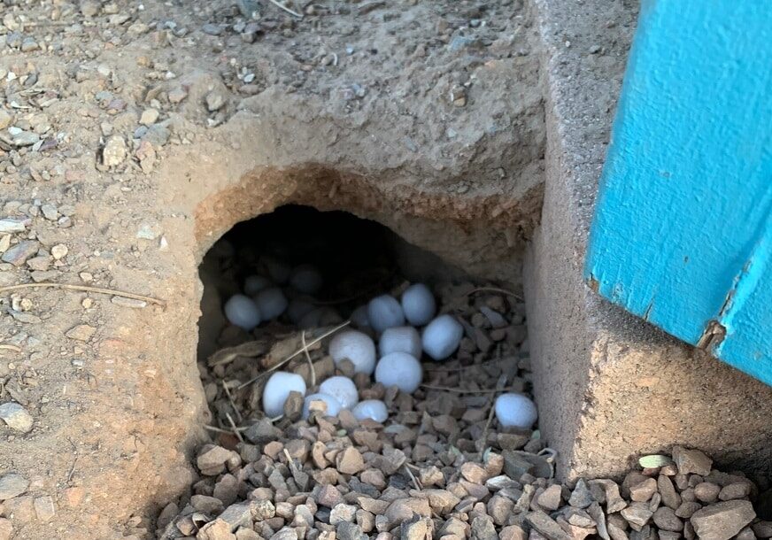 Moth balls in hole to deter rodents and pests