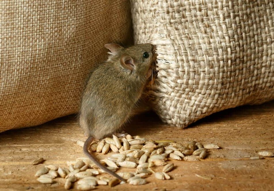 vole mouse nibbles the sack of grain