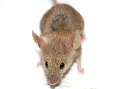 Mouse on white background