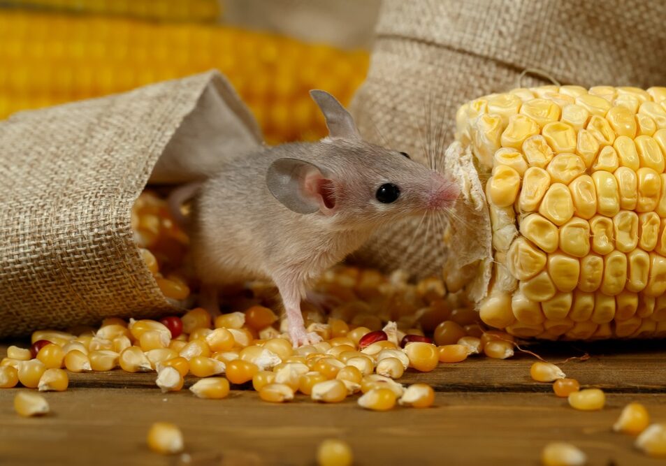 young gray mouse lurk near the corn
