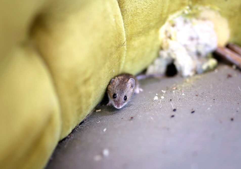 A little grey House Mouse is sitting by its nest in an old antique chair.