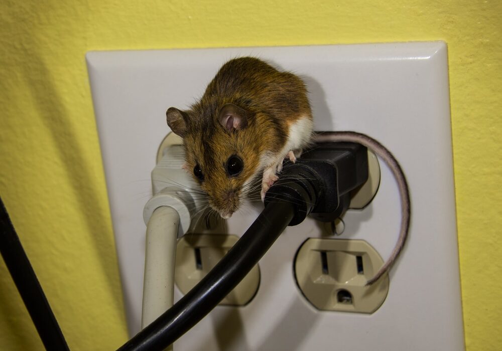 A brown house mouse on top of a black plug in a four plug outlet.
