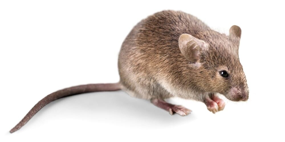 mouse at home