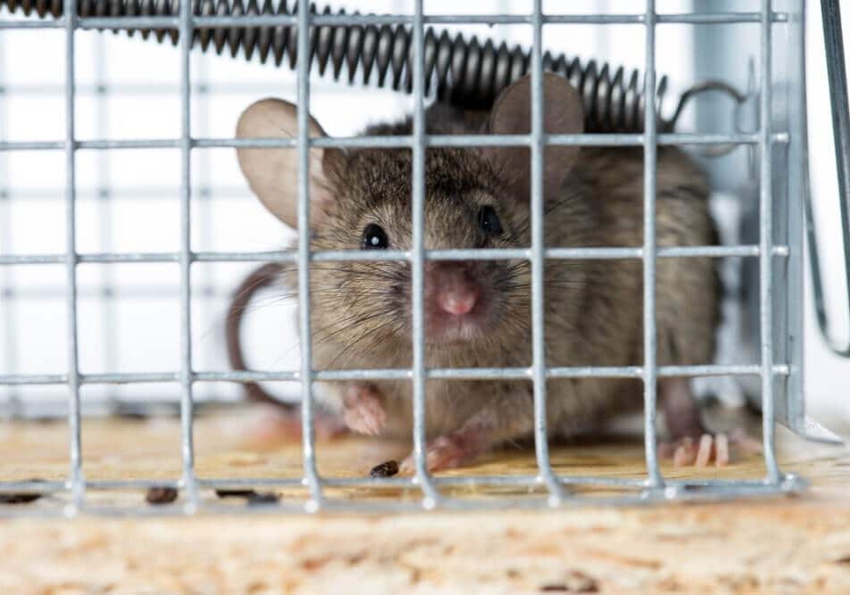Mouse caught in a mousetrap