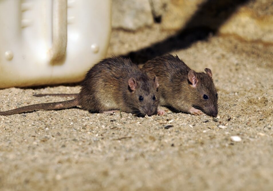 Brown Rat (Norwegian Rat)