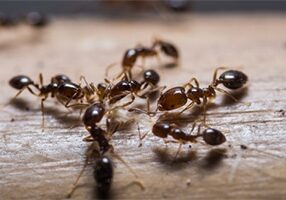 Red imported fire ants