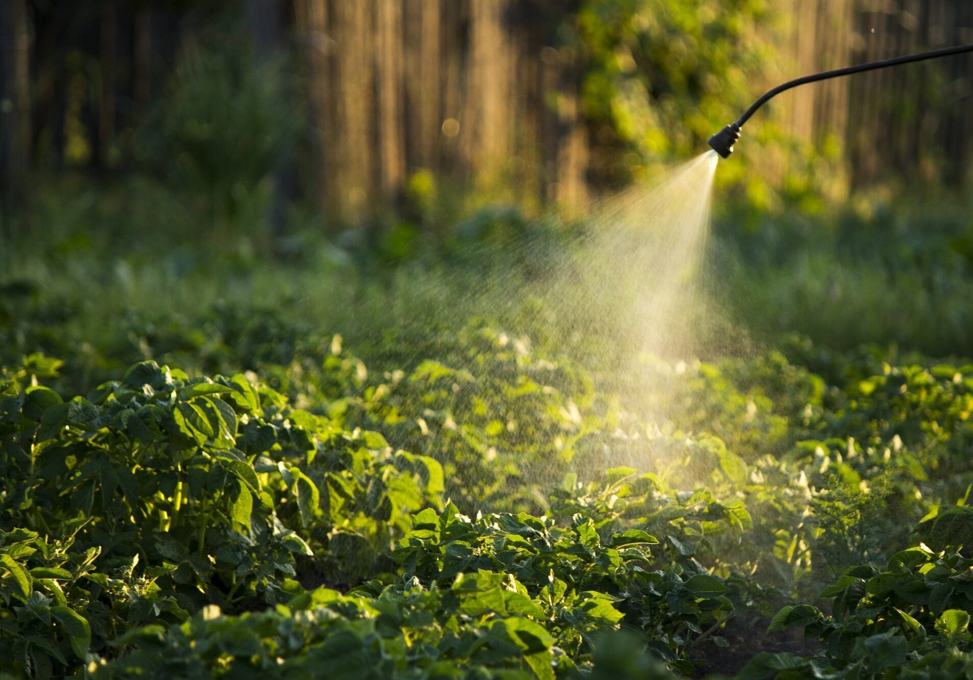 pest control spraying