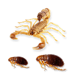 Other Pests