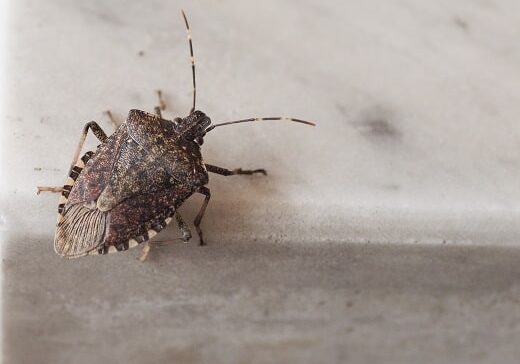 Brown marmorated stink bug (Halyomorpha halys) insect animal
