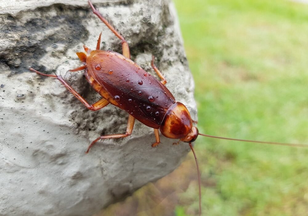American cockroach