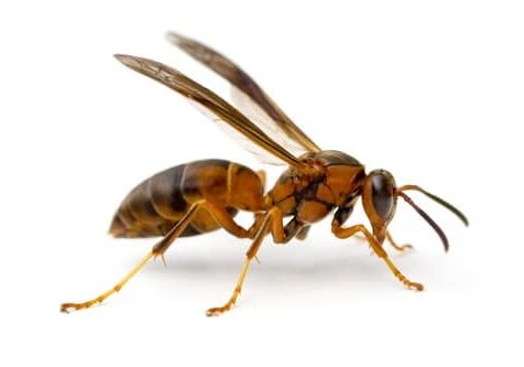 Paper Wasp
