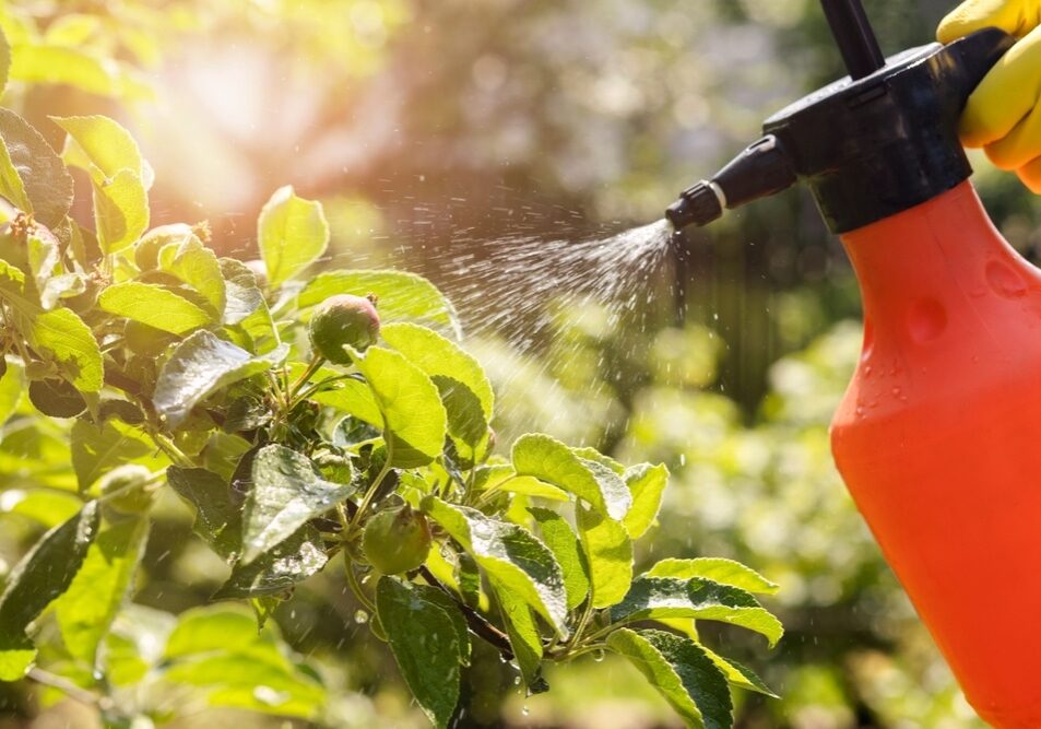 Spraying Apple Tree Orchard to Protect against Disease and Insects.