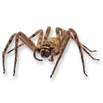 Brown recluse spider