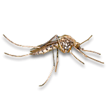 Mosquito