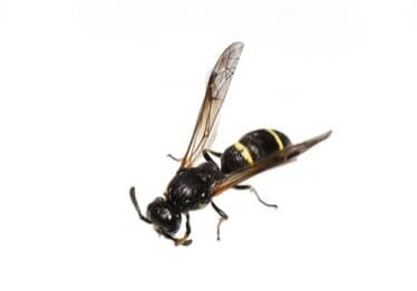 Potter Wasp